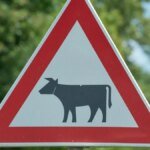 achtung-kuehe-im-landkreis-bautzen-sind-zwei-tiere-entlaufen-symbolbild.jpg