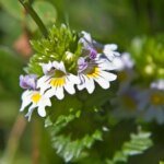 augentrost-euphrasia-wirkt-nicht-nur-lindernd-sondern-auch-antibakteriell.jpg