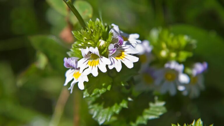 augentrost-euphrasia-wirkt-nicht-nur-lindernd-sondern-auch-antibakteriell.jpg