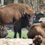 bisongehege-tierpark.jpg