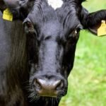 bovini-1200.jpg