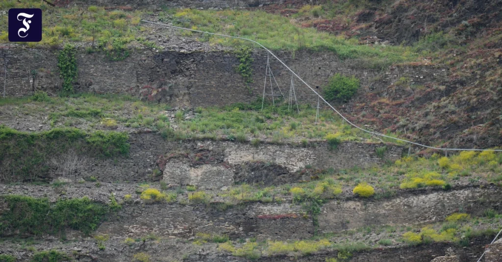 brachliegende-weinberge-in.webp.webp