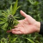 cannabis-terapeutica-scaled.jpg