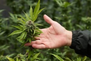 cannabis-terapeutica-scaled.jpg