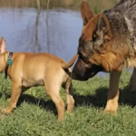 deutscher-schaeferhund-canis-lupus-f-familiaris-am-hinterteil-eines-bullterriers-schnueffelnd-german.webp