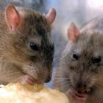 hantavirus.jpg