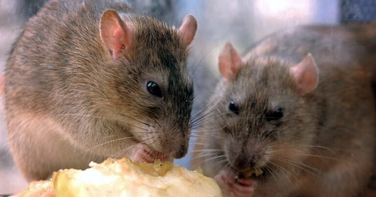 hantavirus.jpg