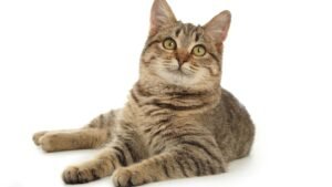 katze.jpg