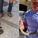 kennedy_serpente_fi.jpeg