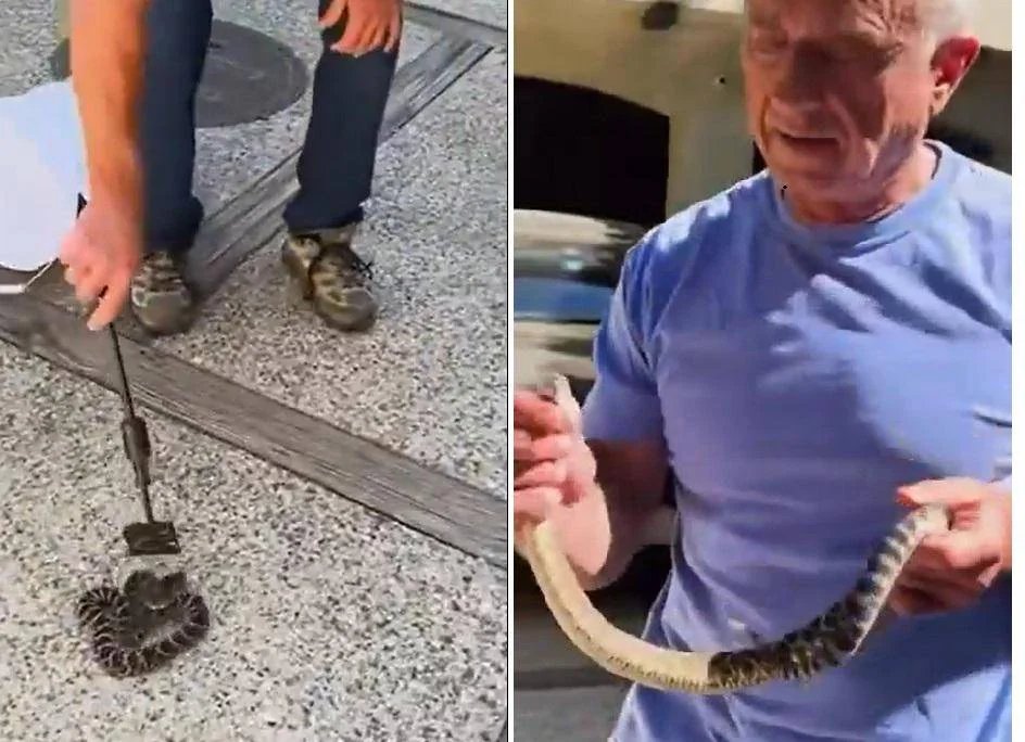 kennedy_serpente_fi.jpeg