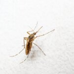 muecke-die-insekten-sind-vor-allem-abends-aktiv.jpg