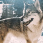 original_272809.png