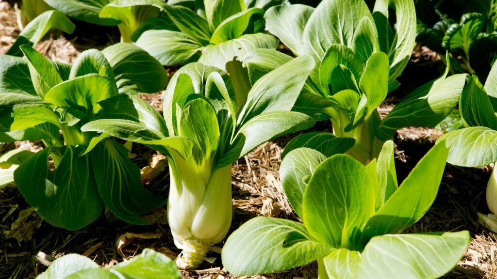 pak-choi-das-gemuese-waechst-auch-im-halbschatten.jpg