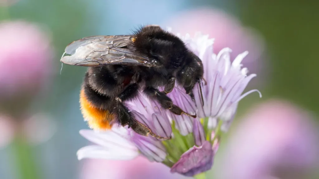 steinhummel-stein-hummel-bombus-lapidarius-pyrobombus-lapidarius-aombus-lapidarius-melanobombus-lapi.webp