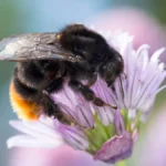 steinhummel-stein-hummel-bombus-lapidarius-pyrobombus-lapidarius-aombus-lapidarius-melanobombus-lapi.webp