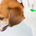 zecken-entfernen-bei-einem-hund-koennen-sie-einen-zeckenhaken-verwenden.jpg