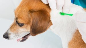 zecken-entfernen-bei-einem-hund-koennen-sie-einen-zeckenhaken-verwenden.jpg