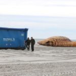 Container-und-ein-Bagger-stehen-am-Strand-Der-dort-angespuelte-Buckelwal-soll-obduziert-werden-Zwei.jpeg