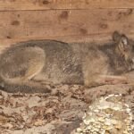 Der-Wolf-der-eine-Frau-in-Hamburg-verletzt-hat-liegt-in-eine-Wildtierauffangstation-bei-Sachsenhagen.jpeg