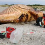 buckelwal-timmy-am-strand-von-anholt-archivbild-aus-der-speckschicht-wird-biodiesel.jpg