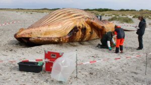 buckelwal-timmy-am-strand-von-anholt-archivbild-aus-der-speckschicht-wird-biodiesel.jpg