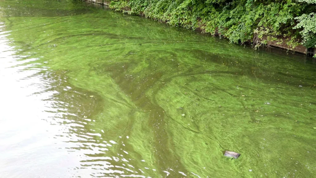cntv-im-hamburger-stadtparksee-und-in-den-zufuehrenden-kanael-der-alster-sind-vermehrt-blaualgen-auf.webp