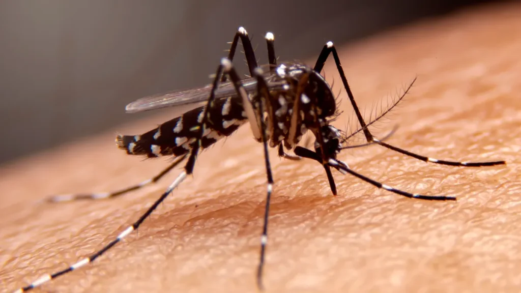 die-gelbfiebermuecke-aedes-aegypti-kann-krankheiten-wie-dengue-fieber-zika-oder-gelbfieber-uebertrag.webp