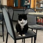 groggy-kater-italien.jpg