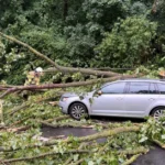 in-koeln-ist-ein-baum-auf-ein.webp.webp