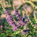 moenchspfeffer-wird-bis-zu-sechs-meter-hoch-und-traegt-bluetenstaende-mit-kleinen-blueten-in-violett.webp
