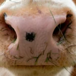 nach-vorgaben-der-eu-muessen.webp.webp