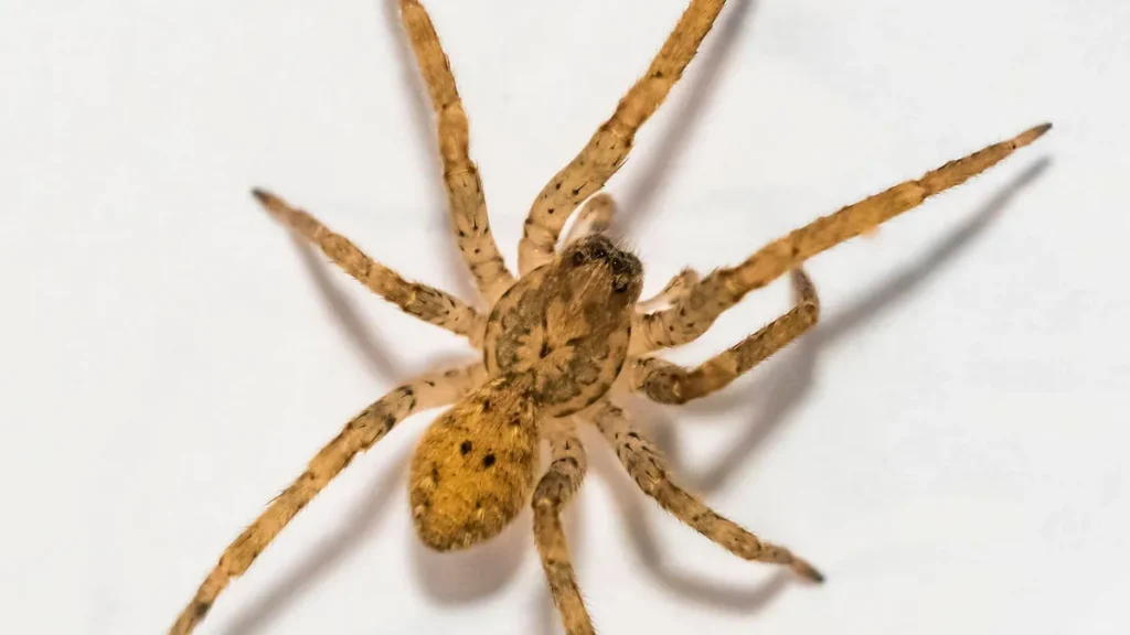 nosferatu-spinne-zoropsis-spinimana-maennlich-wildtier-frankfurt-hessen-deutschland-europa-nosferatu.webp