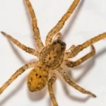 nosferatu-spinne-zoropsis-spinimana-maennlich-wildtier-frankfurt-hessen-deutschland-europa-nosferatu.webp