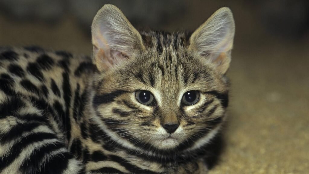 schwarzfusskatze-katze.jpg