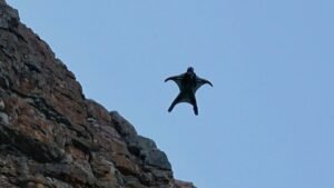 wingsuit.jpg