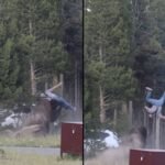 1783976572-yellowstone1.jpg
