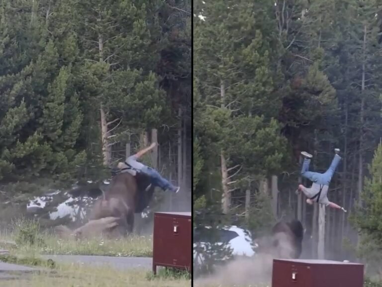 1783976572-yellowstone1.jpg