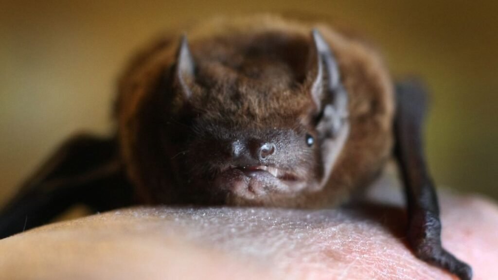 ARCHIV-Eine-Zwergfledermaus-sitzt-am-17-04-2012-in-Winterrieden-Schwaben-auf-einem-Handruecken-Vor-a.jpeg