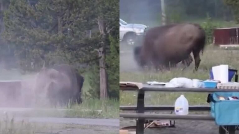 bisonte.jpg
