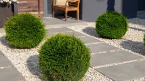 gepflegter-vorgarten-mit-ziersplitt-gehwegplatten-und-pflanzen-in-kugelform-well-kept-front-garden-w.webp