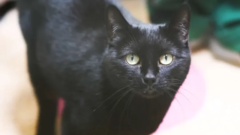 katze-misu.webp.webp