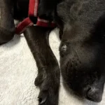 labrador-tokyo.webp.webp