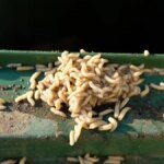 maden-am-muelltonnenrand-essigspray-toetet-die-tiere.jpg