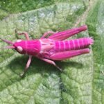 pinker-grashuepfer.jpg
