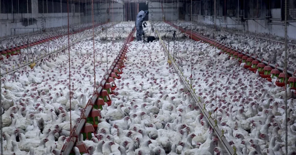 polli-animal-equality-allevamenti-intensivi-1200x630.webp.webp