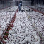 polli-animal-equality-allevamenti-intensivi-1200x630.webp.webp