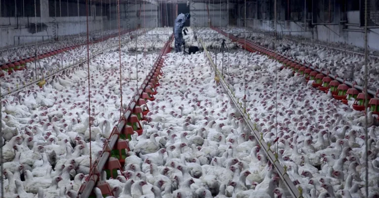 polli-animal-equality-allevamenti-intensivi-1200x630.webp.webp
