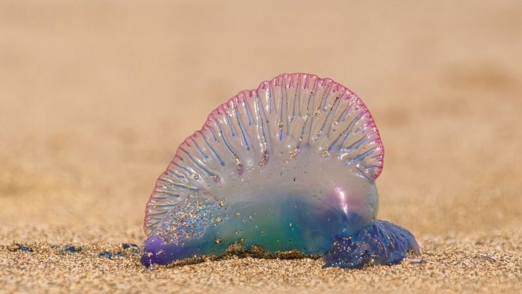 portugisische-galeere-1-.jpg