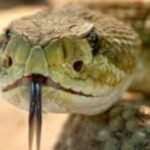 serpente-1200.jpg